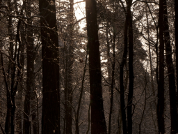 Hardter Wald im Winter -  MG